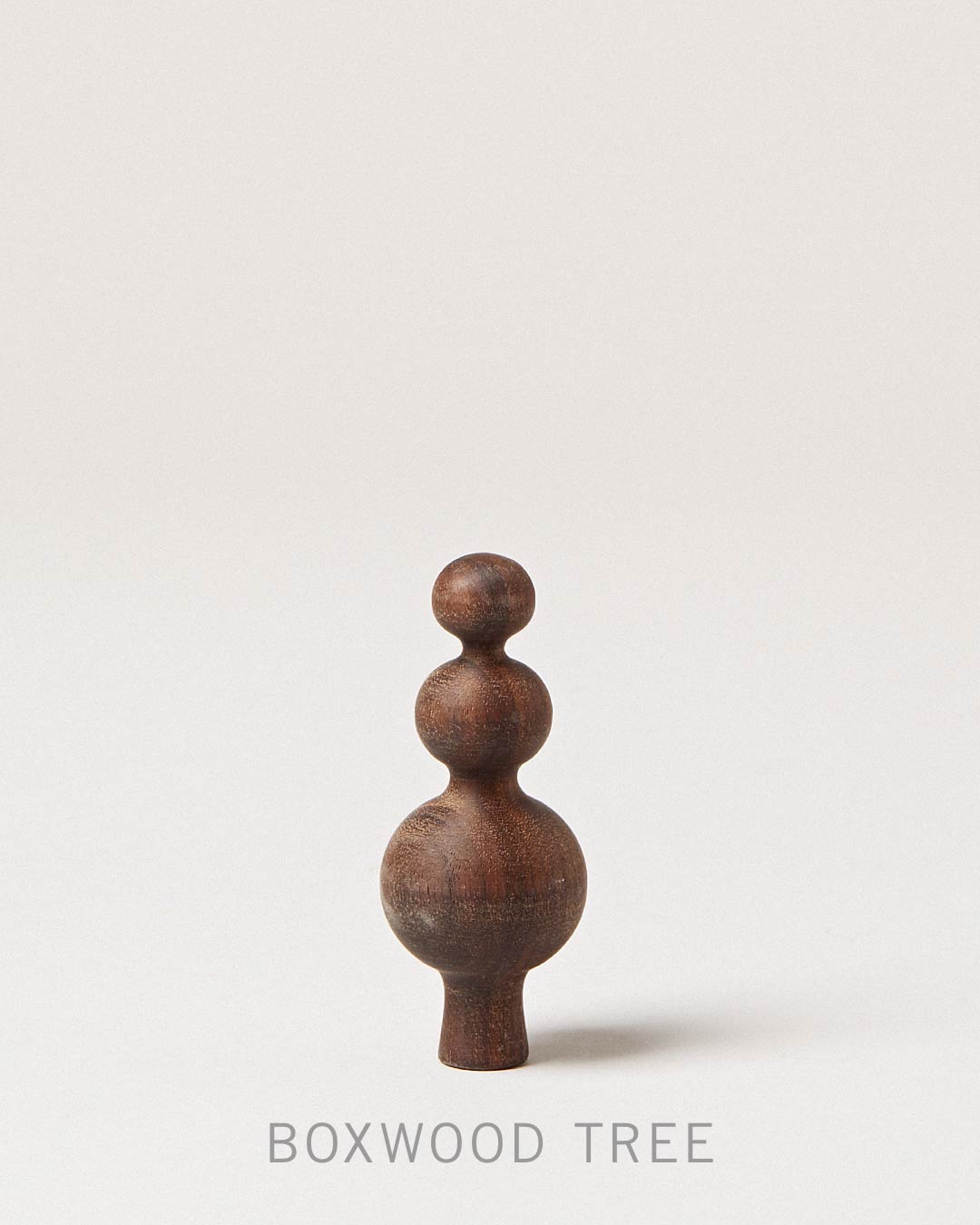 Boxwood tree
