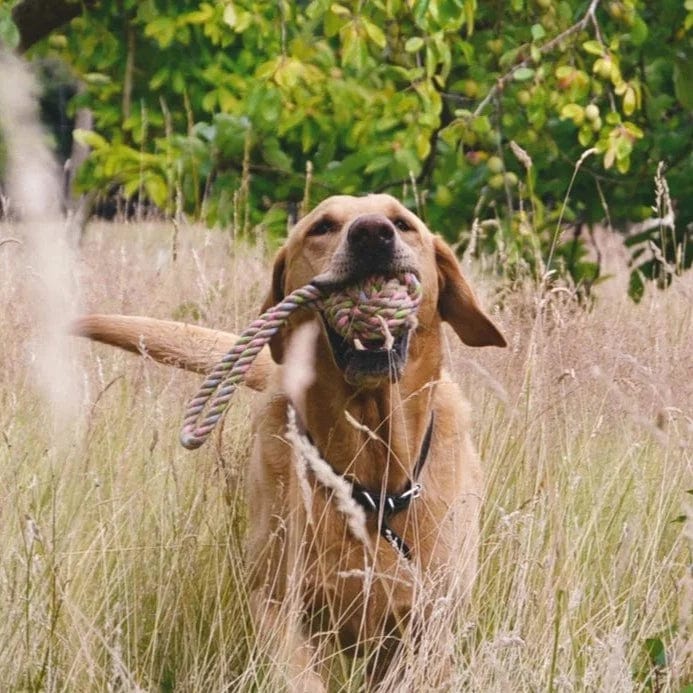 Plastic-Free Ball and Loop Dog Toy