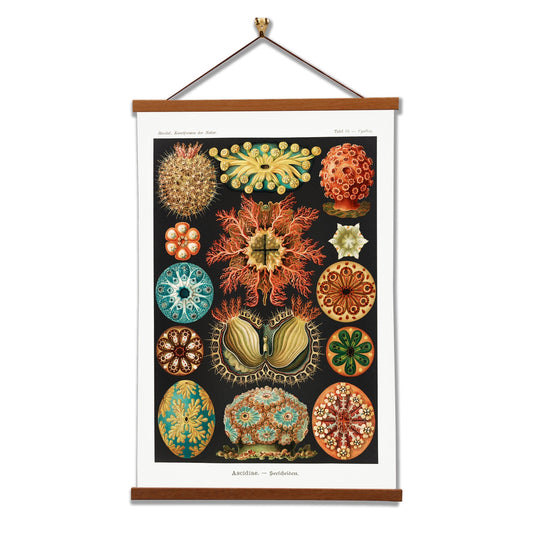Ascidiae–Seescheiden (Sea Squirts) by Ernst Haeckel
