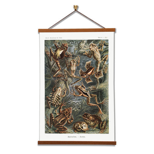 Batrachia–Frösche (Frogs) by Ernst Haeckel
