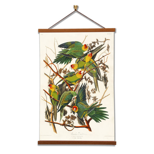 Carolina Parrot by John James Audubon