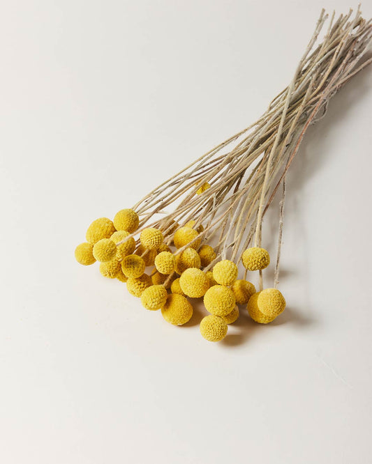 Billy Buttons