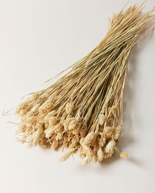 Phalaris Grass