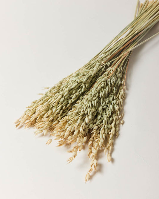 Dried Avena