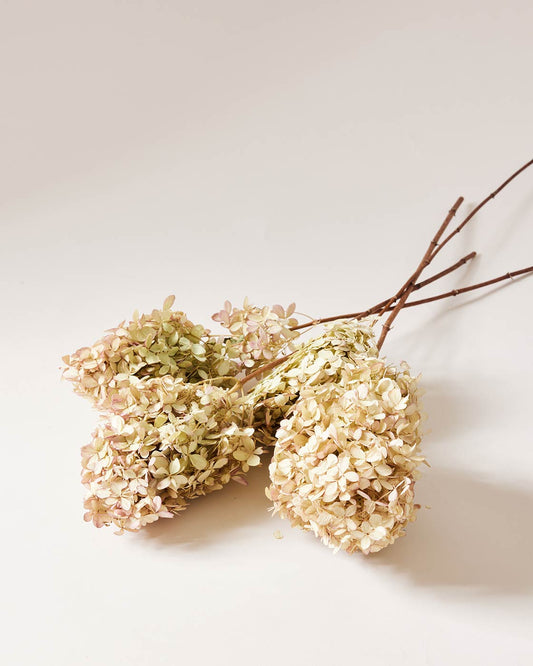 Dried Limelight Hydrangea