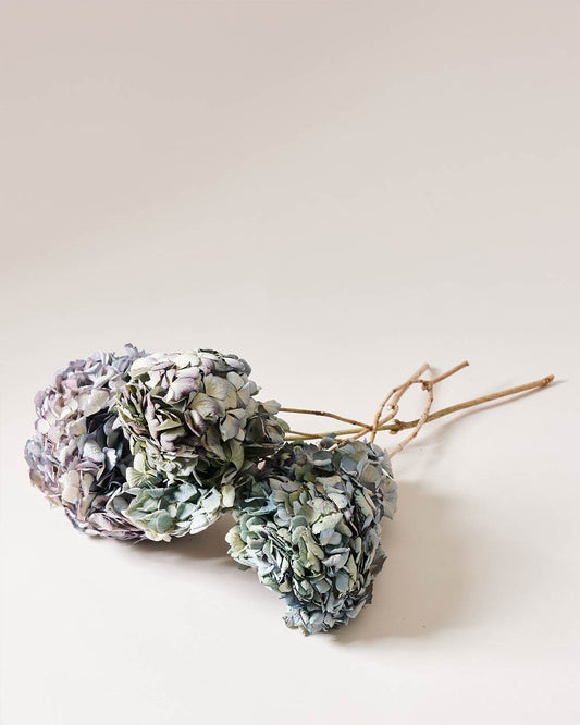 Dried Blue Hydrangea
