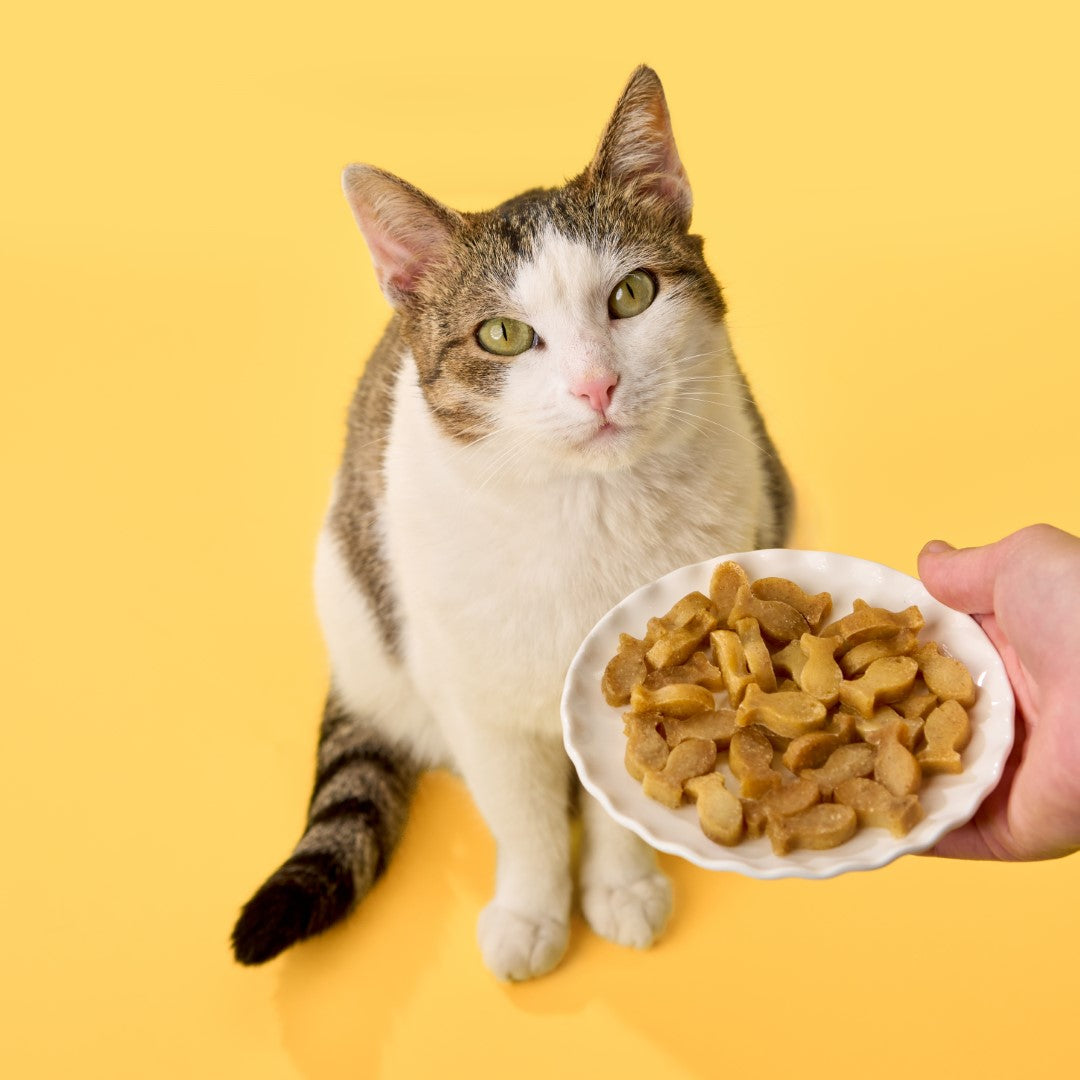 BoneItUp® Cat Edition 🐈🐱