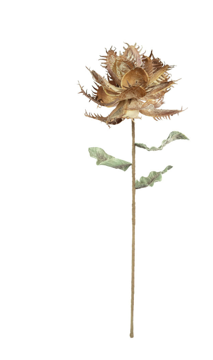 Botanica CSL 2551