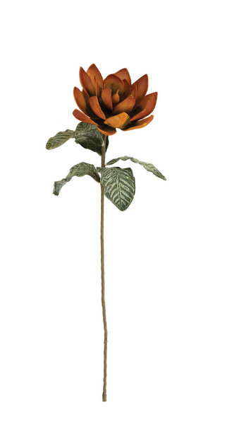 Botanica. CZG3370