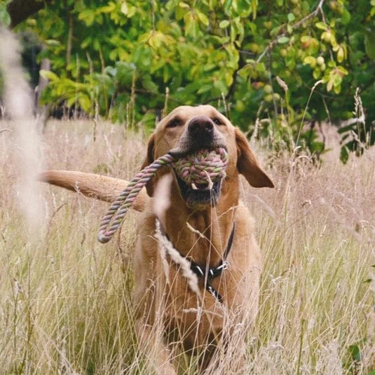 Plastic-Free Ball and Loop Dog Toy